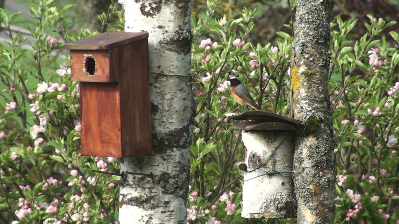 Le nichoir des rouges-queues