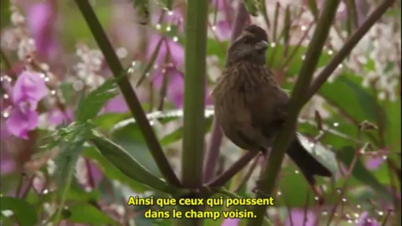 Clés des Pléiades pour la Bibliothèque vivante 1/3 FR