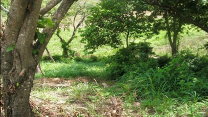 Venta de Terreno de 15 Manzanas en Comayagua