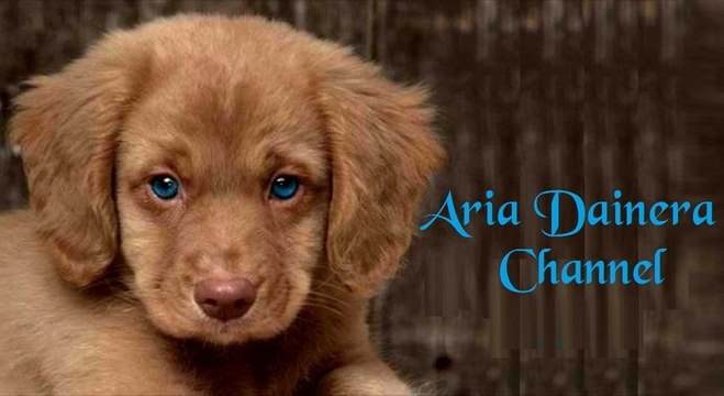 Τα Ζὠα και οι Άνθρωποι (κακοποίηση ζώων)