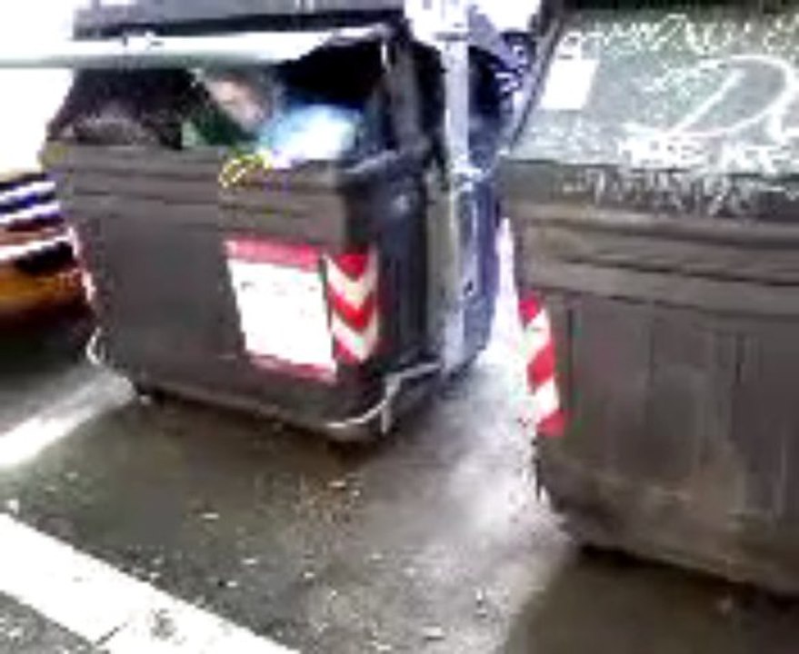 Topi vivi a Roma vicino alla Basilica di San Paolo
