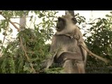 Langur monkey kept as a personal weapon against monkeys!