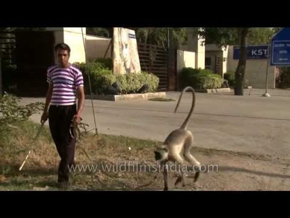 Langur attacks his owner!
