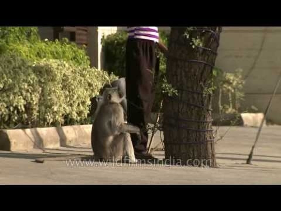 Langur attacks his owner