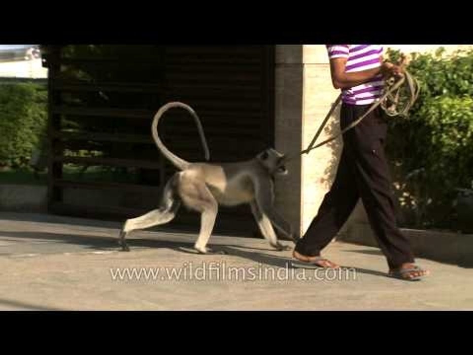 Taking his monkey for a walk