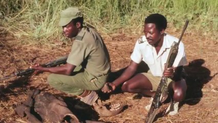 Rhino poaching crisis