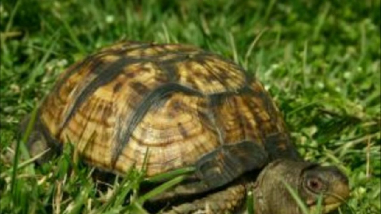 Creo que tengo el metabolismo lento