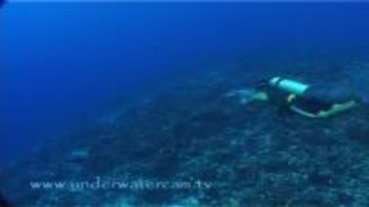 Plastikspielzeug für einen Delfin