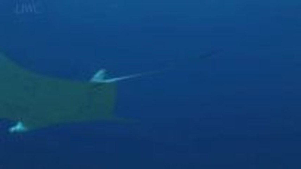 Die Mantarochen von Rangiroa