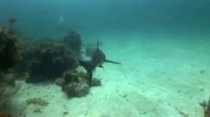 Tauchen mit den Teilnehmern der Sharkschool