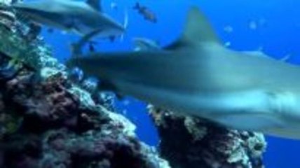 Tauchen auf der Insel Yap/ Micronesien