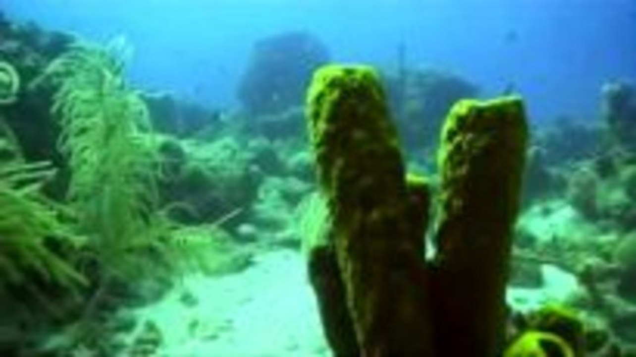 Tauchen in den Gewässern von  Guadeloupe