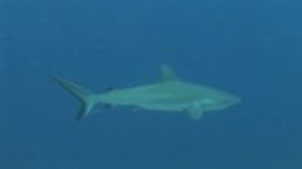 Palauinseln- Blue Corner, der Tauchspot der Superlative