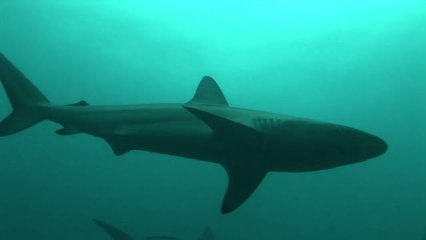 Tauchen mit Haien