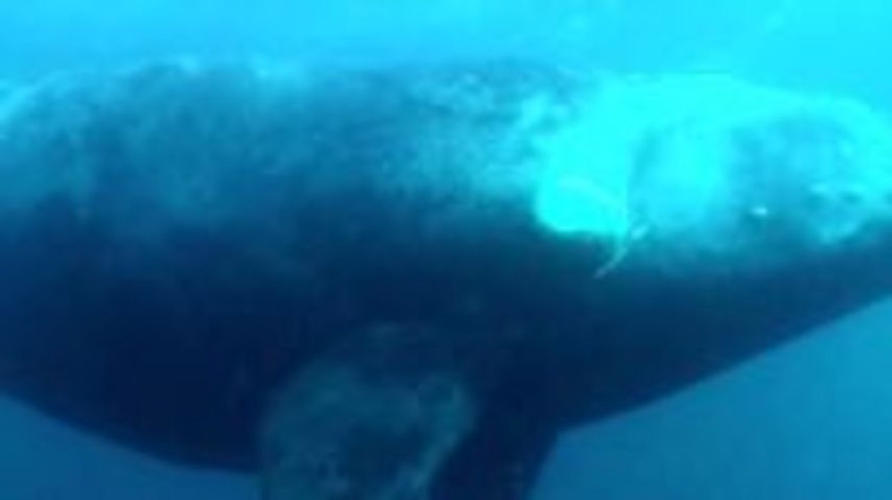 Ocean Messangers