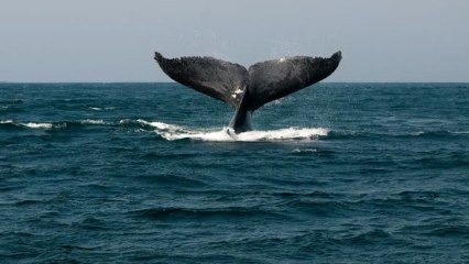 Buckelwale- Giganten der Meere