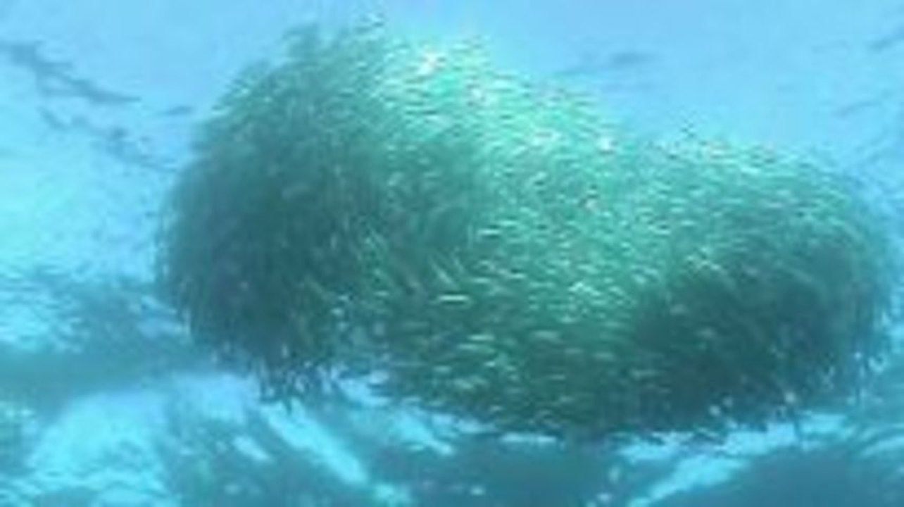 Sardine Run in Südafrika