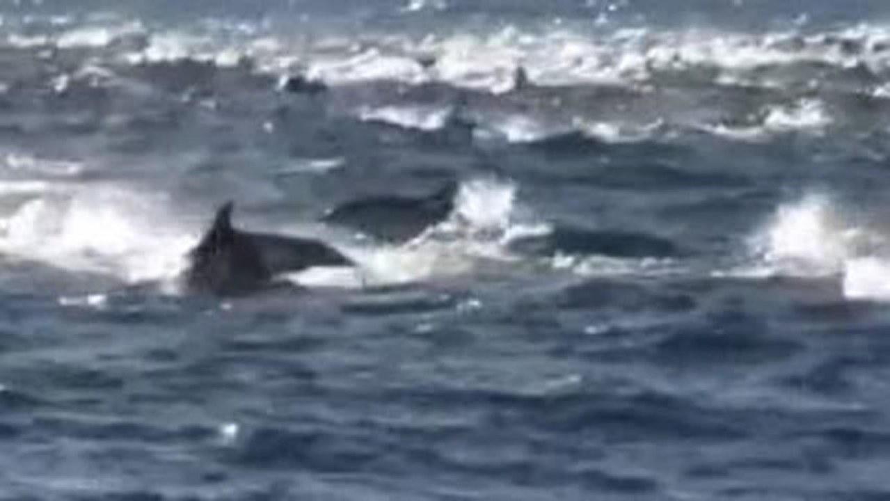 Sardine Run in Port Elizabeth