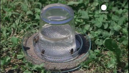 Las abejas antiminas