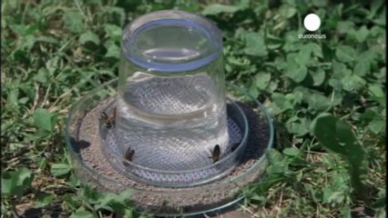 Mayın tespit eden arılar yetiştirildi