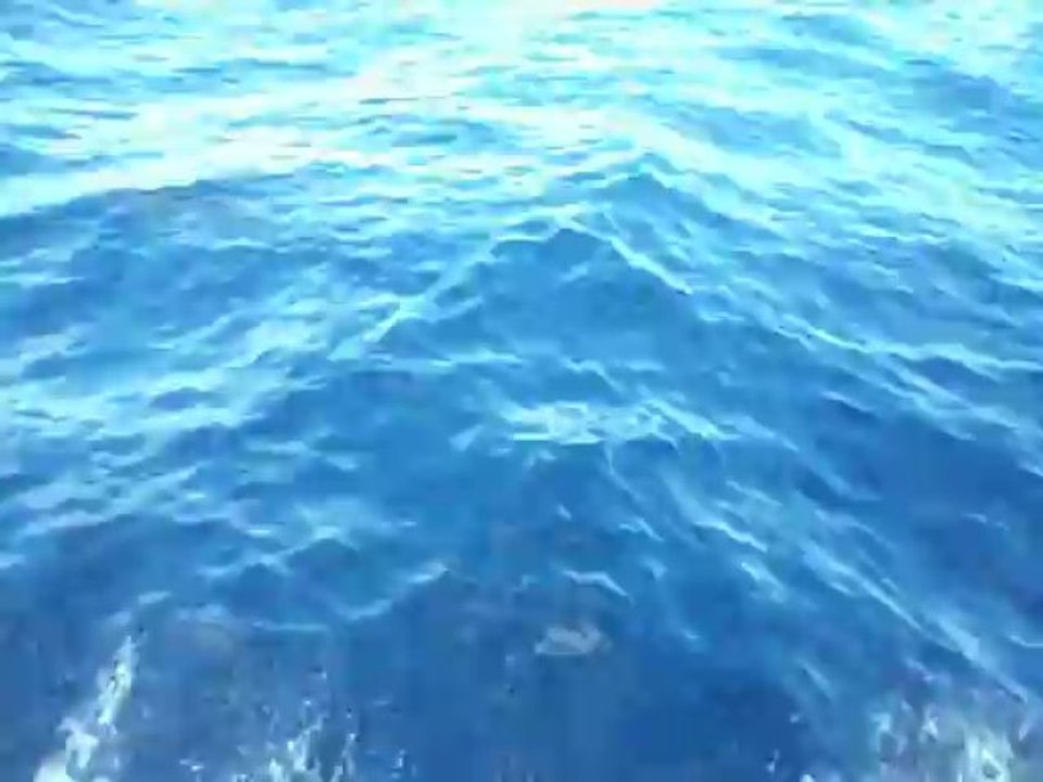 et971dauphins