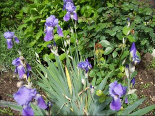 Ison Nibiru la Terra si rinnova