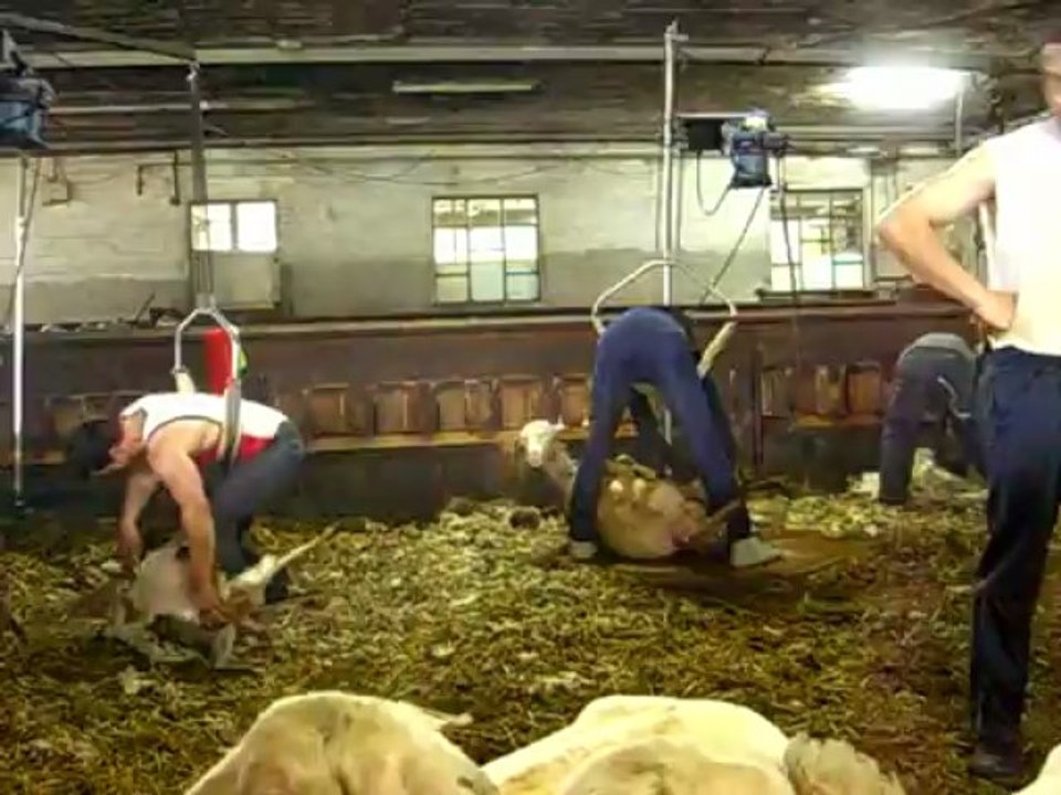 Attrapage et tonte brebis en Aveyron 2013