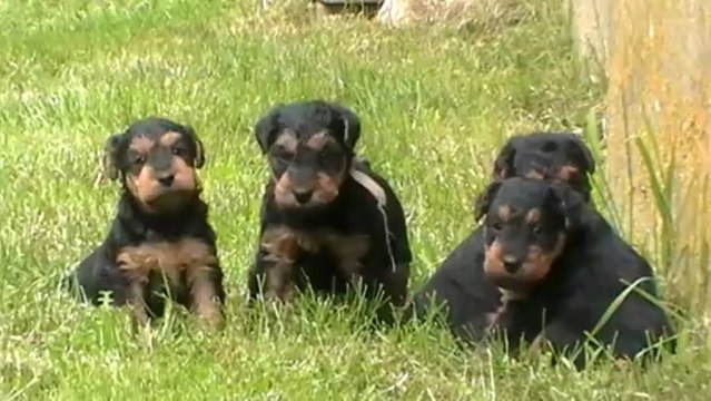 Welsh Terrier du Bois Barré génération 2013