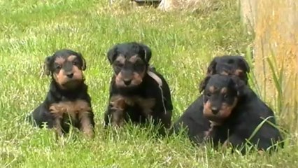Welsh Terrier du Bois Barré génération 2013