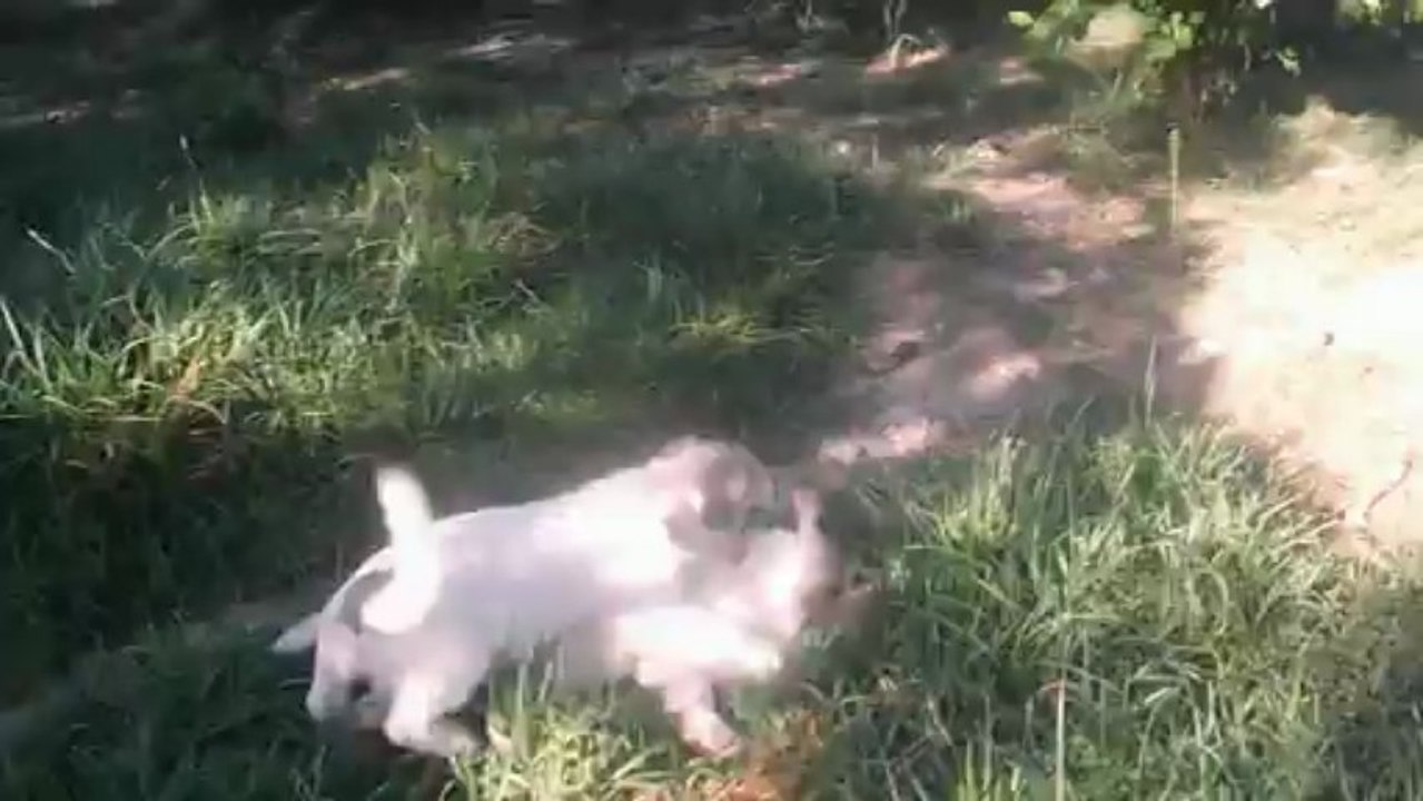 Puppies 1