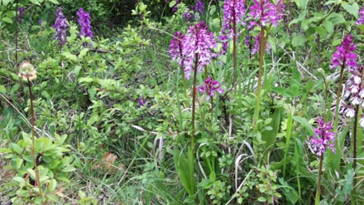 Orchideen im Bliesgau