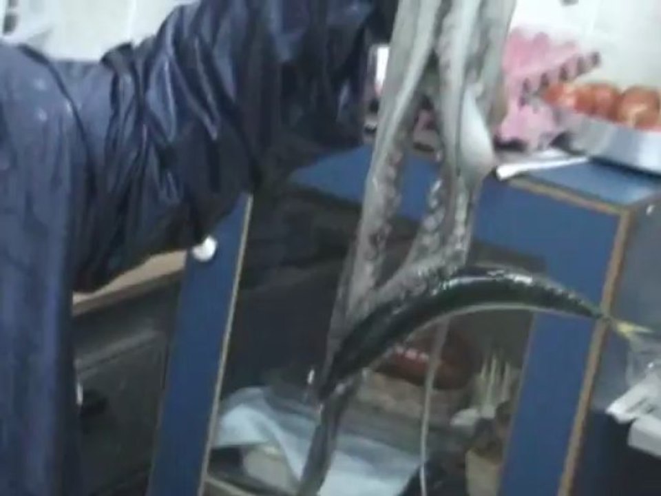 Saroz Org.Kolyoz-Eşek İstavriti ve Ahtapot avı