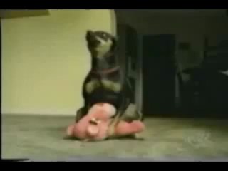 Amor Animal - videos de Humor