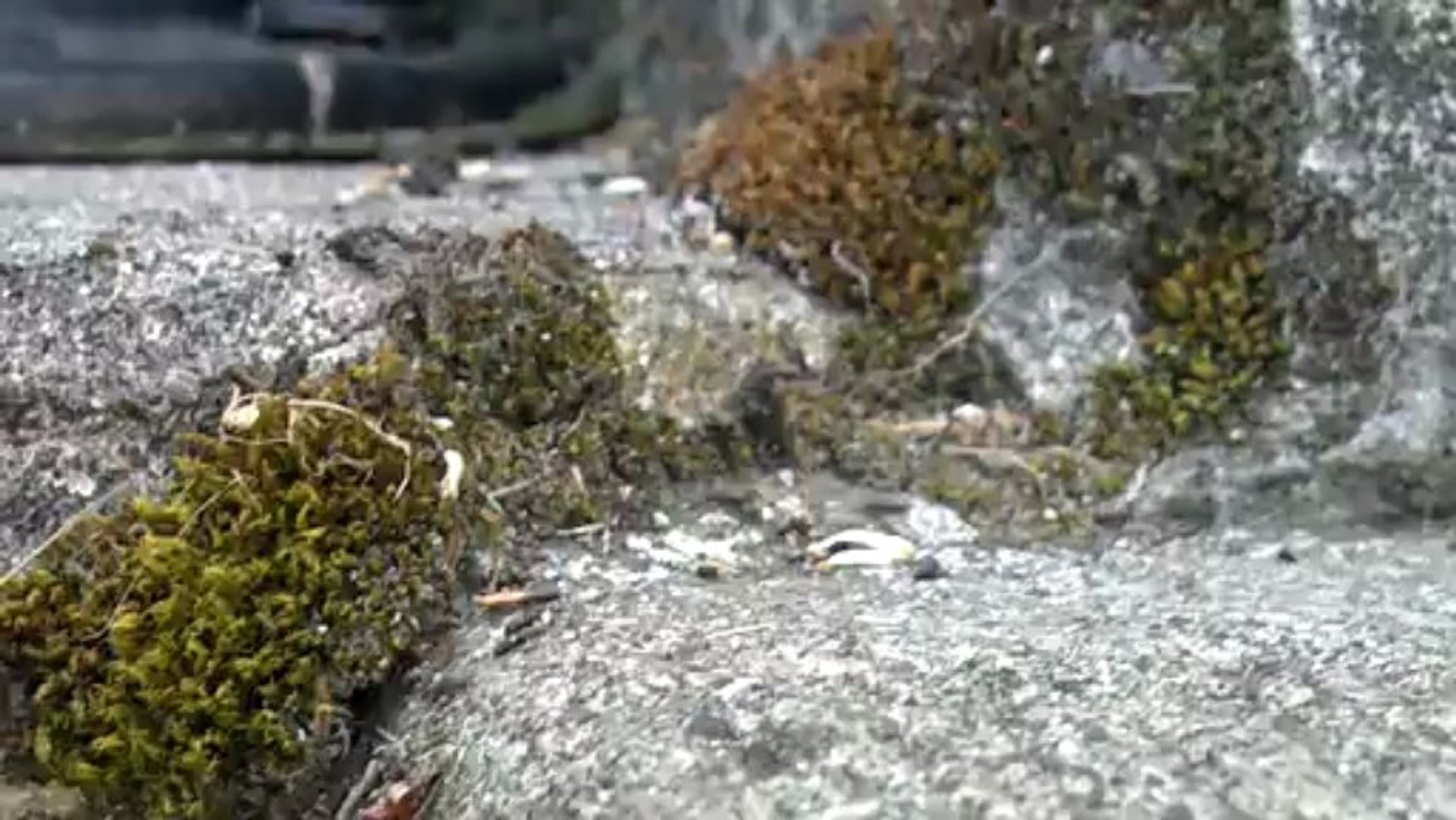 ⁣Ant control