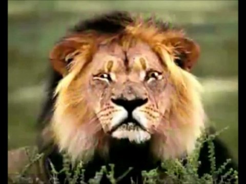 Şeban Sileman : Rabe Xanî, Devleta Kurd, Ne Tene, Xewna Şaîra ye û Xewna Bi Mîlyonan Kurda ye...