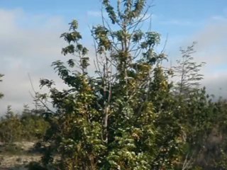 lago todos los santos à petrohué