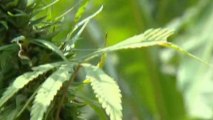 Uruguay considering legalisation of marijuana