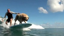 Diese Tiere surfen wie die Profis