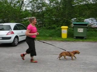 depart du canicross de guerledan 2013