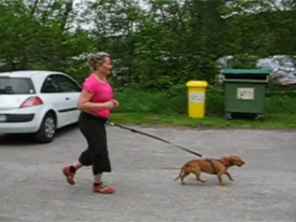 depart du canicross de guerledan 2013