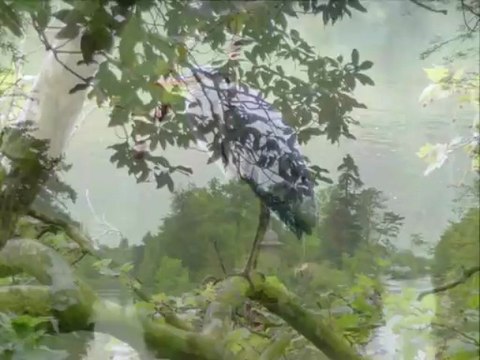 Bois de Boulogne 16 mai 2013