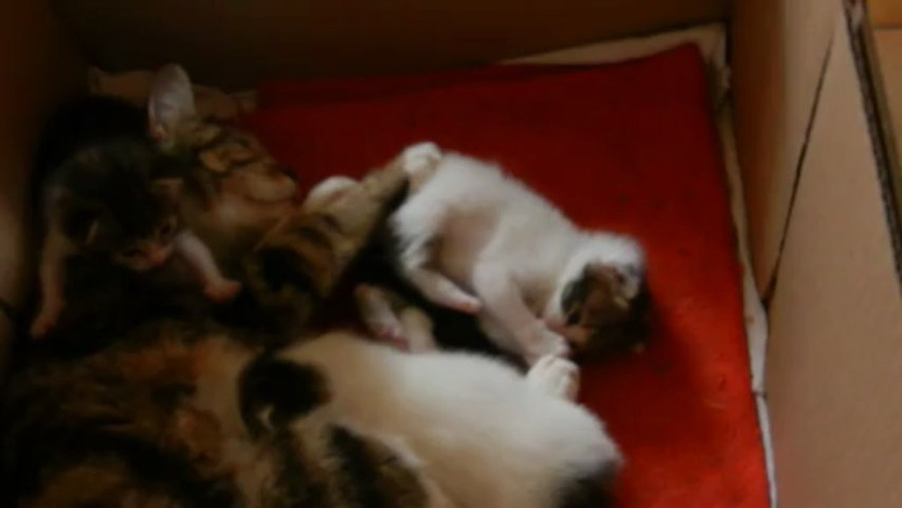 Les chatons de 20 jours s'éveillent