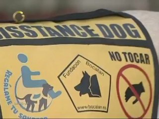 Conoce sobre la fundación que entrena perros de asistencia para discapacitados