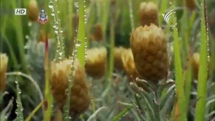 เกรทริฟต์แห่งแอฟริกา - ไฟ 20May13