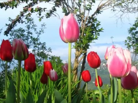 Muhteşem Bir İlahi Tüter Gözümde Medine