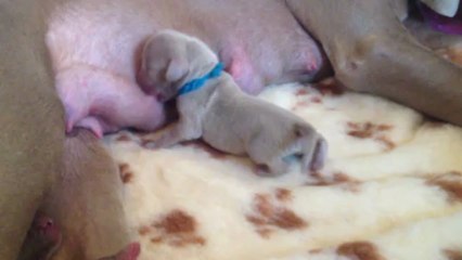 Bleu Foncé (3 jours)