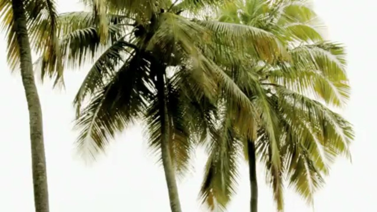 Rasta Junia climbing a Coconut Tree, mad ! (Soufrière, St-Lucia)