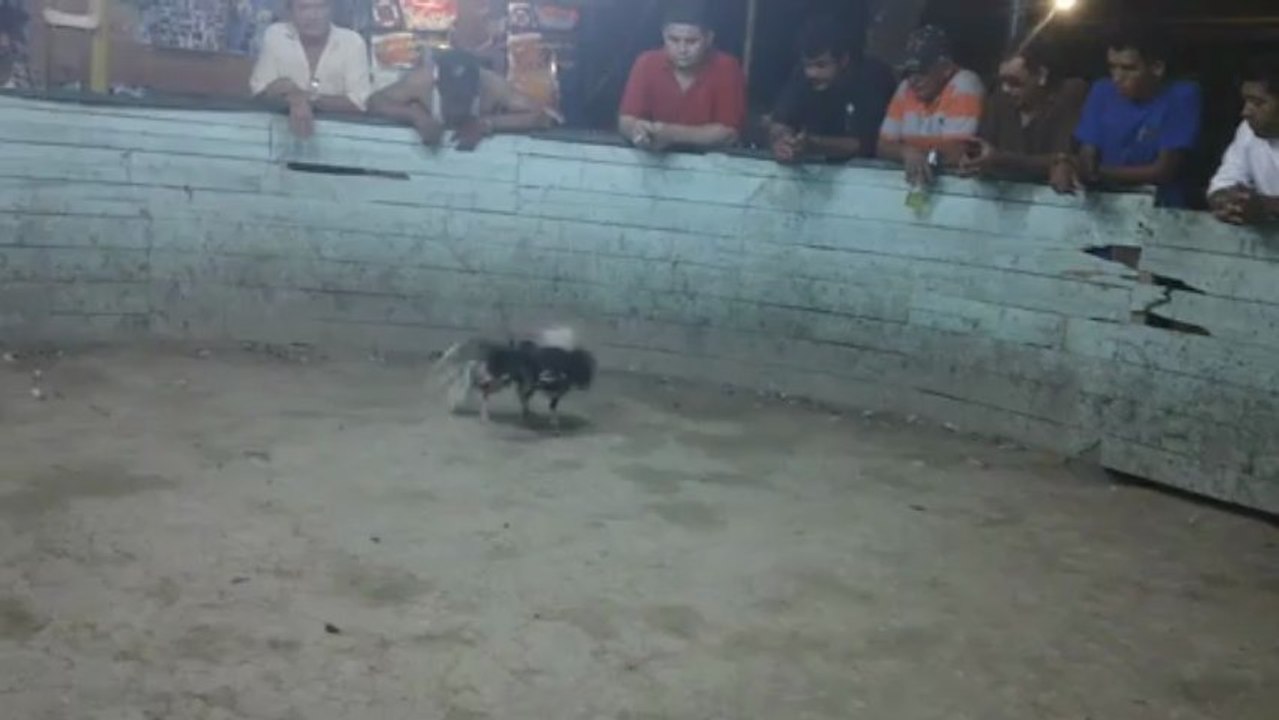 jovany video gallo