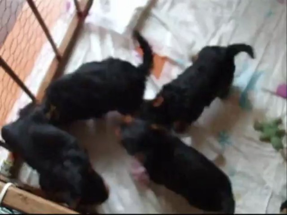 chiots yorkshire 1 mois qui jouent.