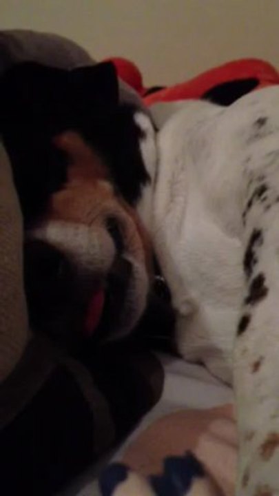Chienne qui dort